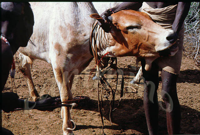 EtiopiaM199