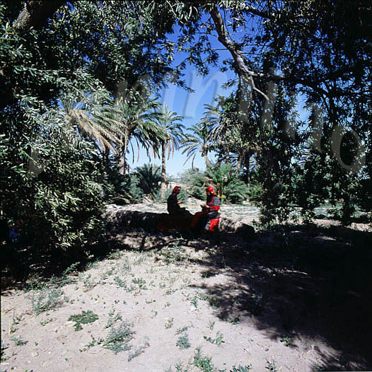siria269